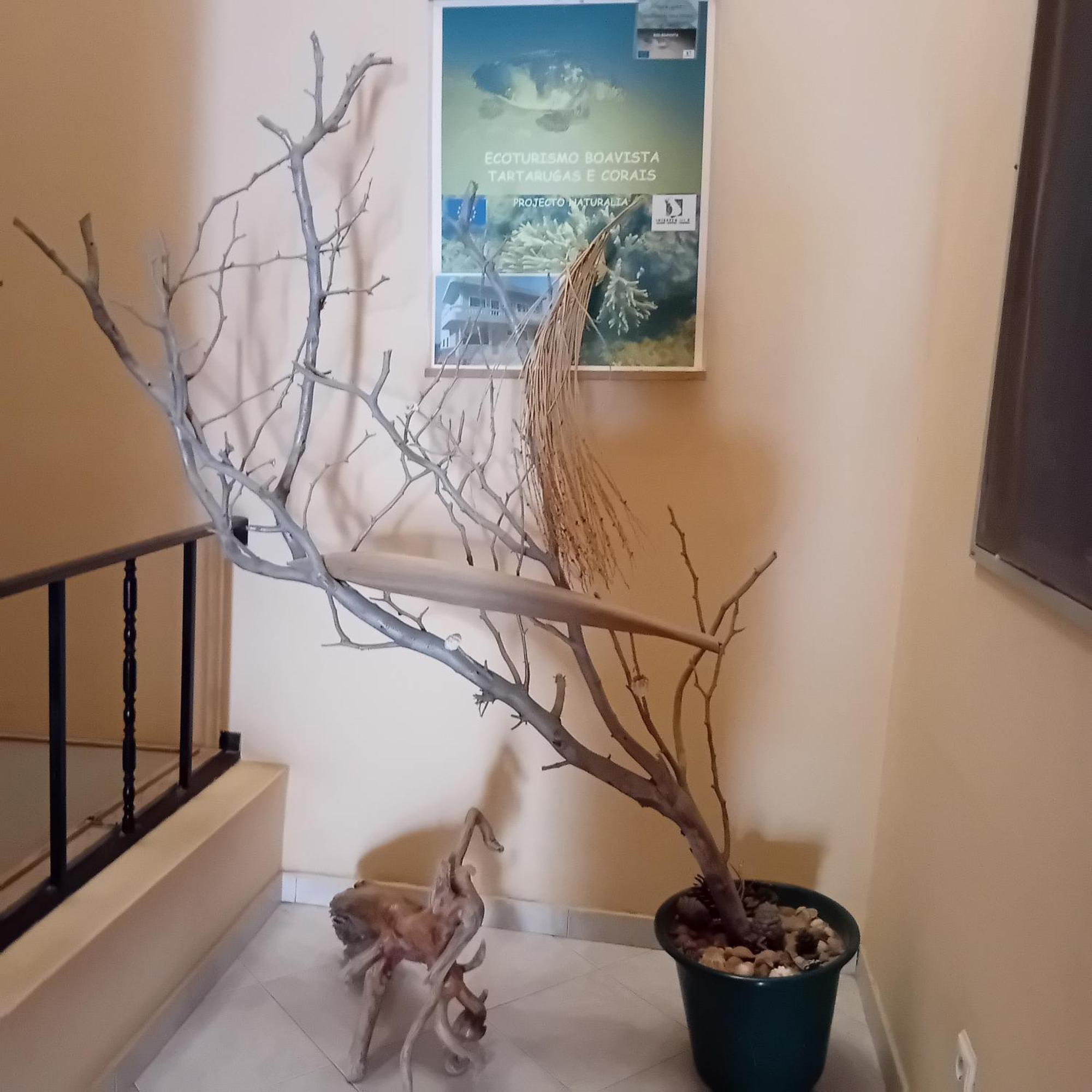 Residencial Rosa Criola Bed & Breakfast Сал Рей Екстериор снимка